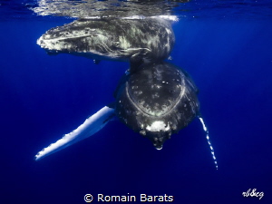 humpback whale and her calf in the clear blue water of Po... by Romain Barats 